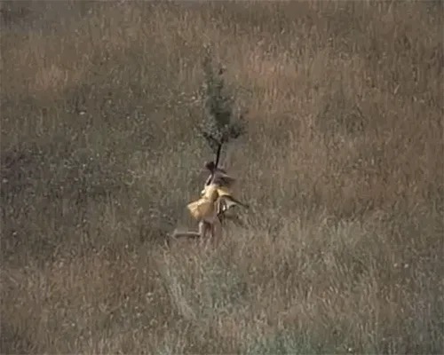 A person carrying a small tree through tall grass.