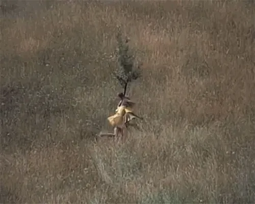 A person carrying a small tree through tall grass.